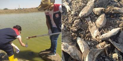 Şırnak'ta balık ölümleri nedeniyle inceleme başlatıldı