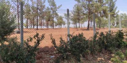 Başıboş Köpekler Koruma Altındaki Ceylanları Parçaladı