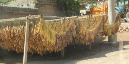 Siirt’te Tütün Hasadı Başladı
