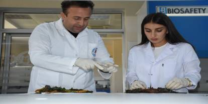 Şırnak Üniversitesi, Şırnak'ta Yetişen 2 Bitkinin 3 Hastalığa İyi Geldiğini Belirledi