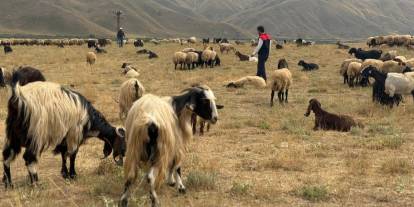 Şırnak’ın Yaylalarında Binlerce Hayvan ve Kovan Kontrolden Geçti