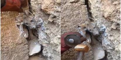 Hakkari’de iki kayanın arasına sıkışan tilkiyi işçiler kurtardı