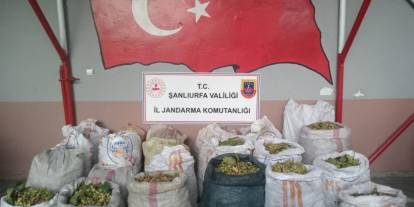Tigem arazisinden fıstık çalan 13 kişi yakalandı