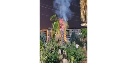 Mardin’de Palmiye Ağacı Ateşe Verildi