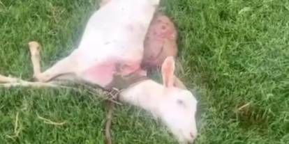 Kızıltepe'de sokak köpekleri keçileri telef etti
