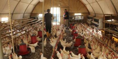 Hobi Olarak 30 Tavukla Başladığı İşletmesinde Bin 700 Tavuğa Ulaştı