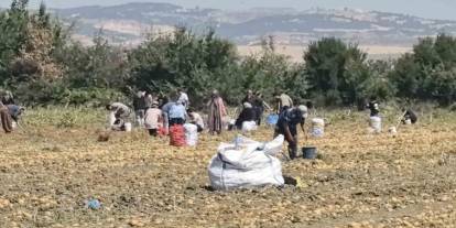 Çiftçi, 50 dönümlük arazisindeki ürünleri ücretsiz dağıttı