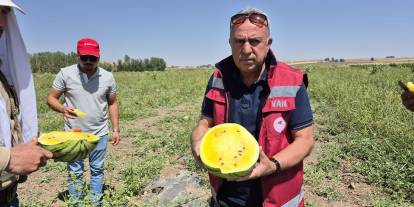 Van'da sarı karpuz hasadı yapıldı