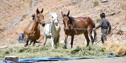 Şırnak'ta Katırlarla Kışa Hazırlık Başladı
