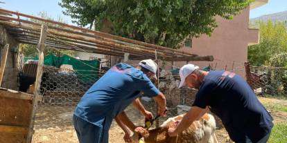 Şırnak’ta Hayvan Sağlığı İçin Şap Hastalığına Karşı Yoğun Denetim