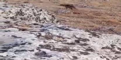 Nesli Tükenme Tehlikesi Altında Olan Çizgili Sırtlan Görüldü