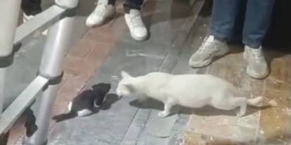 Kolon Boşluğuna Düşen 2 Yavru Kedi, İtfaiye Ekipleri Tarafından Kurtarıldı