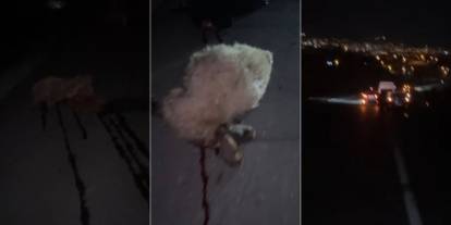 Şırnak’ta otomobil sürüye çarptı, çok sayıda koyun telef oldu