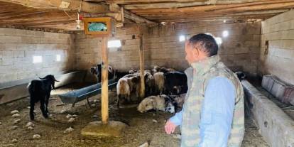 Başıboş köpekler ahıra girerek çok sayıda koyunu telef etti