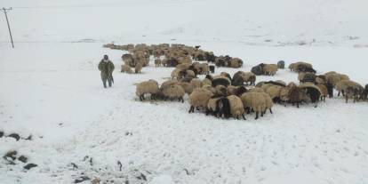 Şırnak'ta Kar Yağdı, Koyun Sürüsü Yaylada Kaldı