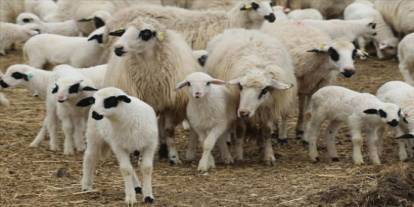 Uludere’de Kuzu-Oğlak ve Buzağı Destekleme Başvuruları İçin Son Tarih 1 Aralık 2025