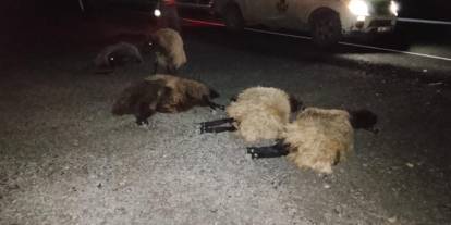 Şırnak’ta otomobilin sürüye çarpması sonucu 8 koyun telef oldu