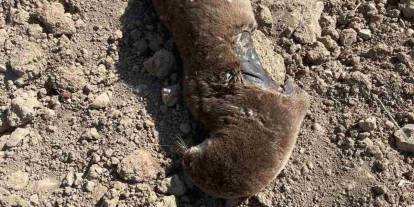 Batman’da koruma altındaki su samuru telef olmuş halde bulundu