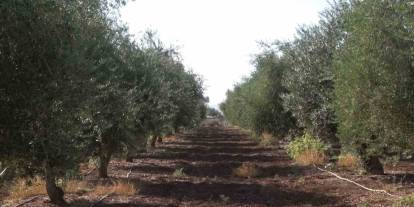 Şırnak'ta Zirai Don: 150 Dönüm Zeytinden Ürün Alınamadı