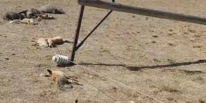 Van’da düşen enerji hattı faciayı davetiye çıkardı: Yabani hayvanlar telef oldu