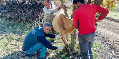 Uludere’de Jiletli Telle Yaralanan İnek Tedavi Edildi