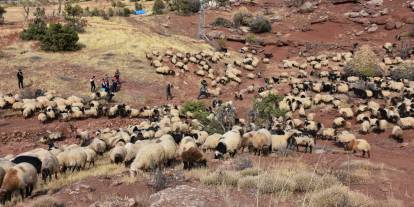 Şırnak'ta Ekipler 342 Bin Küçükbaş Hayvanı Sağlık Kontrolünden Geçirdi