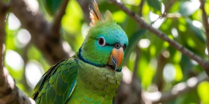 Camı Kırıp 9 Papağan Çaldılar