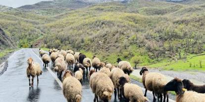 Şırnak’ta 1 Milyon Hayvan 30 Günlük Yolculuktan Sonra Ovalara Geri Döndü