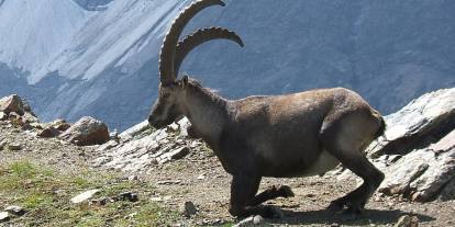 Şırnak’ta 36 Dağ Keçisinin Vurulduğu İddiası Gündemde