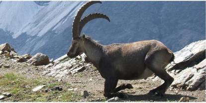 Şırnak'ta 36 Dağ Keçisinin Öldürülme İddiası Meclis Gündemine Taşındı