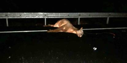 Mardin’de Otomobilin Çarptığı At Telef Oldu