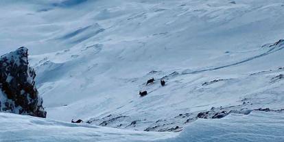 Van’da yiyecek arayan dağ keçileri görüntülendi