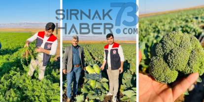 Silopi’de Kışlık Sebze Üretimi: "Brokoli, Havuç ve Lahana"
