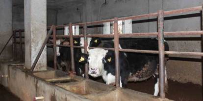 3 Buçuk Ayda 54 Büyükbaş Hayvanı Telef Olan Besicinin Zararı 8 Milyon Lirayı Buldu