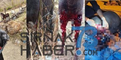 Uludere’de Dikenli Tel Alarmı: Hayvanlar Telef Oluyor, Vatandaş Tedirgin