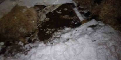 Van’da kuvvetli kar yağışı nedeniyle ahır çöktü, hayvanlar telef oldu