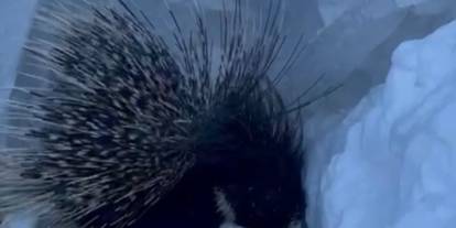 Hakkari’de tükenme tehlikesi altında olan kirpi türü görüldü