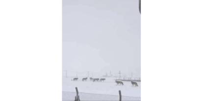 Kurtlar Sürü Halinde Yerleşim Yerlerine İndi