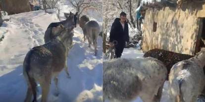 Şırnak’ta donmak üzere olan hayvanlar toplandı