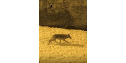 Aç Kalan Kurtlar Şehir Merkezine İndi