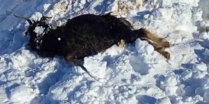 Batman’da çığ düşmesi sonucu onlarca küçükbaş hayvan telef oldu