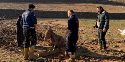 Şırnak'ta Bataklığa Saplanan Eşekler Kurtarıldı