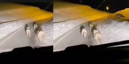 Hakkari’de köye inen kurt sürüsü görüntülendi