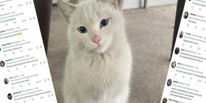 Şırnak’ta fotoğrafları çekilen sokak kedisi sosyal medyada gündem oldu