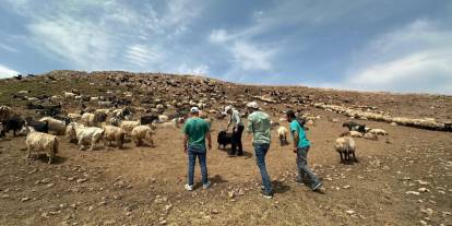 2025’te Şırnak’tan Hayvancılıkta Büyük Atılım! 136 Milyon TL Destek, Rekor Aşılama ve Denetim