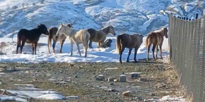Aç Kalan Yaban Atları Grup Halinde Merkeze İndi