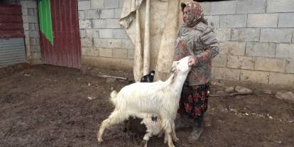 Annesinin Kabul Etmediği Kuzuyu Keçiler Sahiplendi