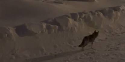 Hakkari’de kurt saldırılarına karşı uyarı yapıldı