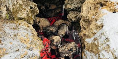 12 Köpek Yavrusu Son Anda Donmaktan Kurtarıldı