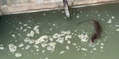 Nesli Tükenmek Üzere Ama Şırnak’ta Görüntülendi